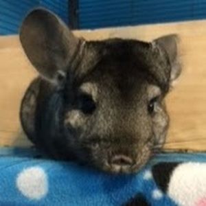 Meet your Posher, Noah